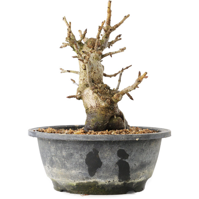 Pourthiaea villosa Decne, 19,3 cm, ± 20 ans