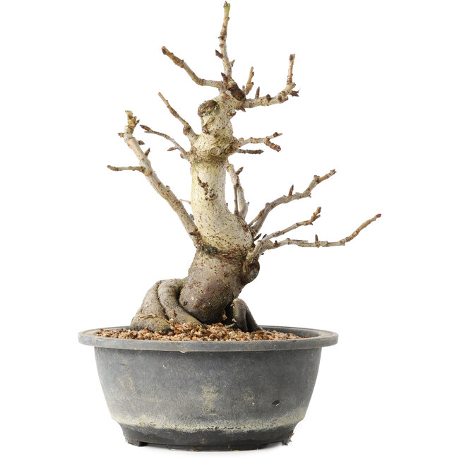 Pourthiaea villosa Decne, 25,3 cm, ± 20 Jahre alt