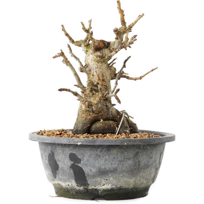 Pourthiaea villosa Decne, 19,3 cm, ± 20 years old