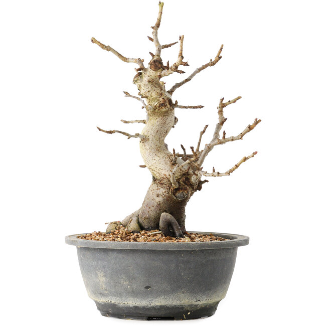 Pourthiaea villosa Decne, 25,3 cm, ± 20 jaar oud