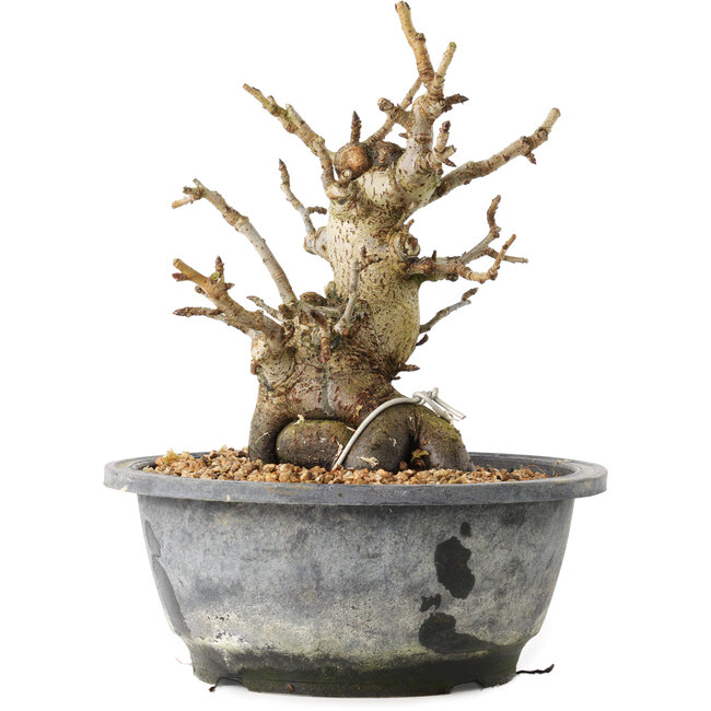 Pourthiaea villosa Decne, 19,3 cm, ± 20 years old