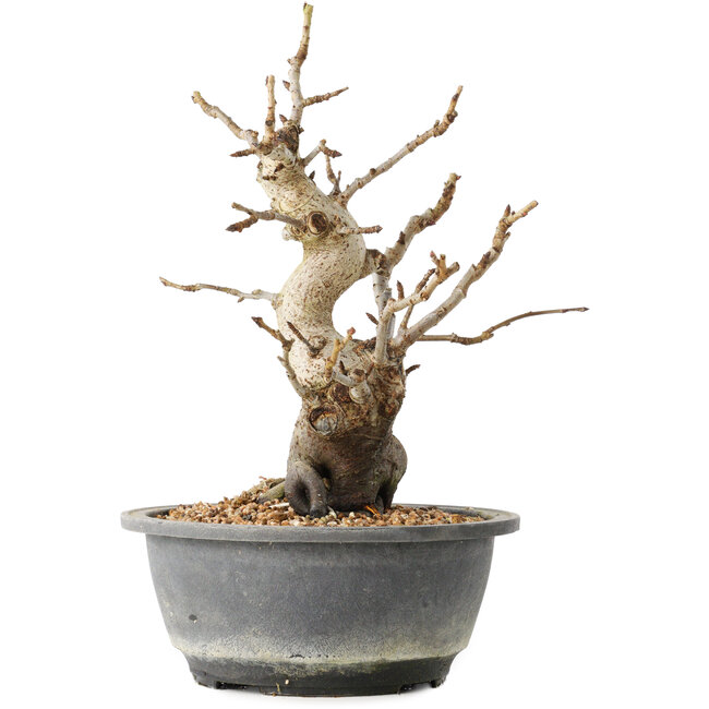 Pourthiaea villosa Decne, 25,3 cm, ± 20 jaar oud