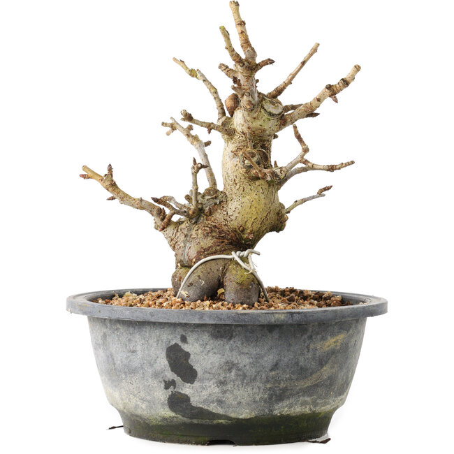 Pourthiaea villosa Decne, 19,3 cm, ± 20 Jahre alt