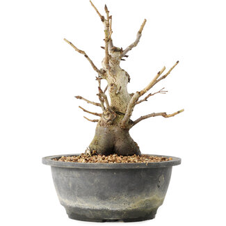 Pourthiaea villosa Decne, 22,5 cm, ± 20 years old Pourthiaea villosa Decne, 22,5 cm, ± 20 years old