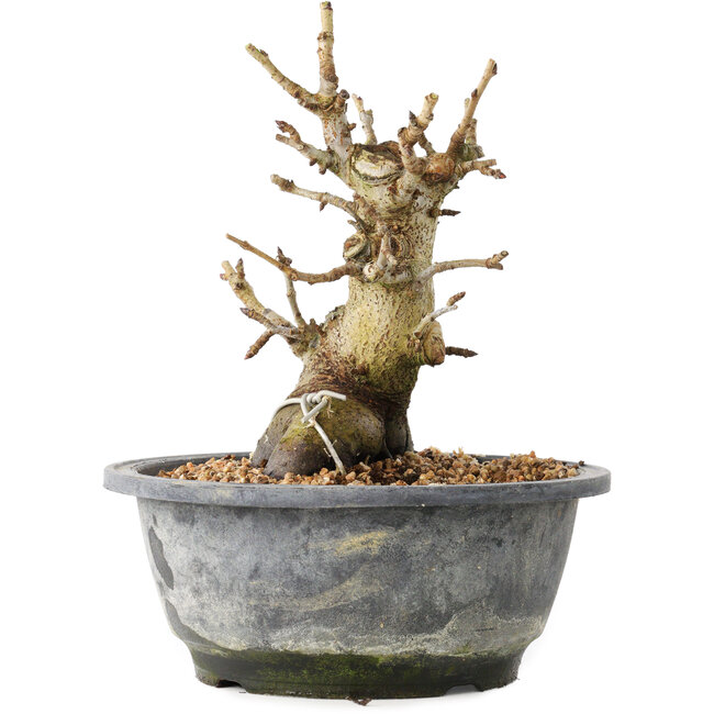 Pourthiaea villosa Decne, 19,3 cm, ± 20 Jahre alt