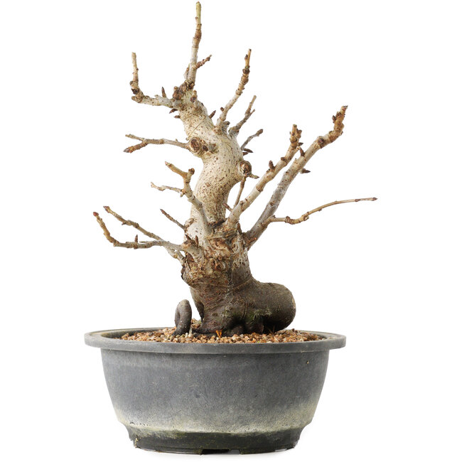 Pourthiaea villosa Decne, 25,3 cm, ± 20 ans