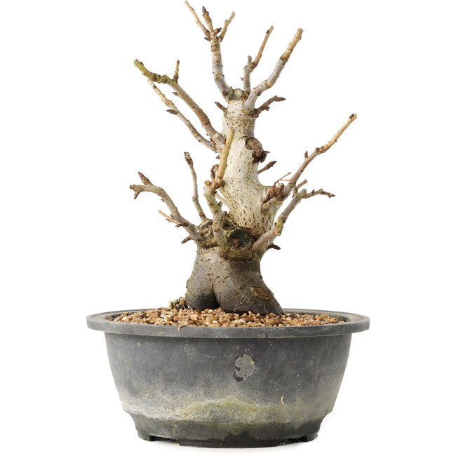 Pourthiaea villosa Decne, 22,5 cm, ± 20 years old