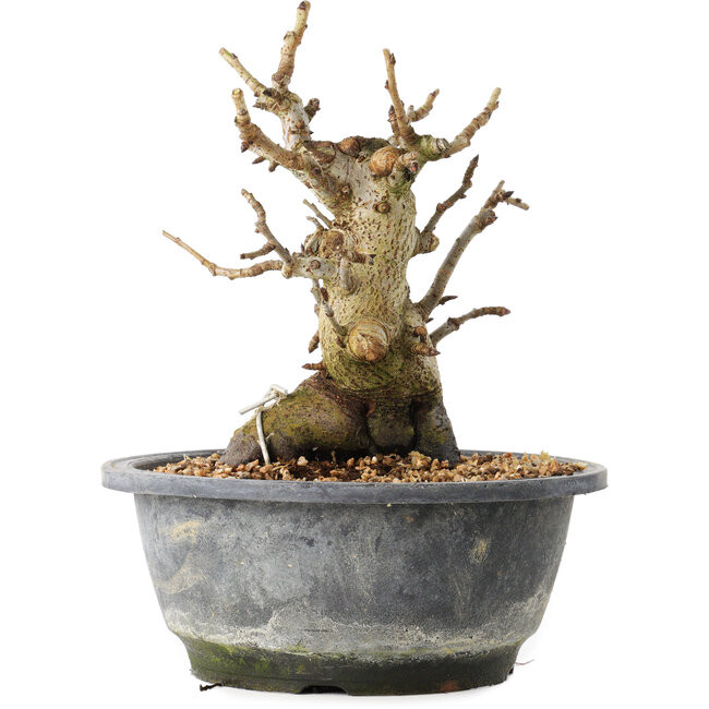 Pourthiaea villosa Decne, 19,3 cm, ± 20 years old