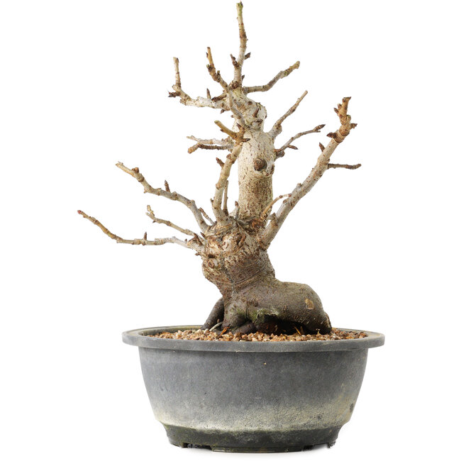 Pourthiaea villosa Decne, 25,3 cm, ± 20 years old