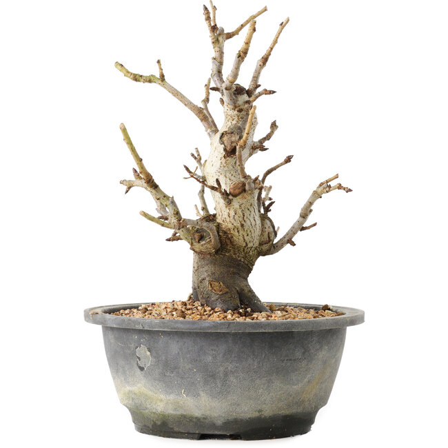 Pourthiaea villosa Decne, 22,5 cm, ± 20 jaar oud