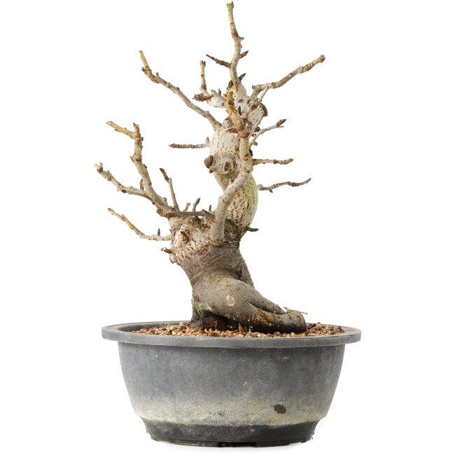 Pourthiaea villosa Decne, 25,3 cm, ± 20 jaar oud