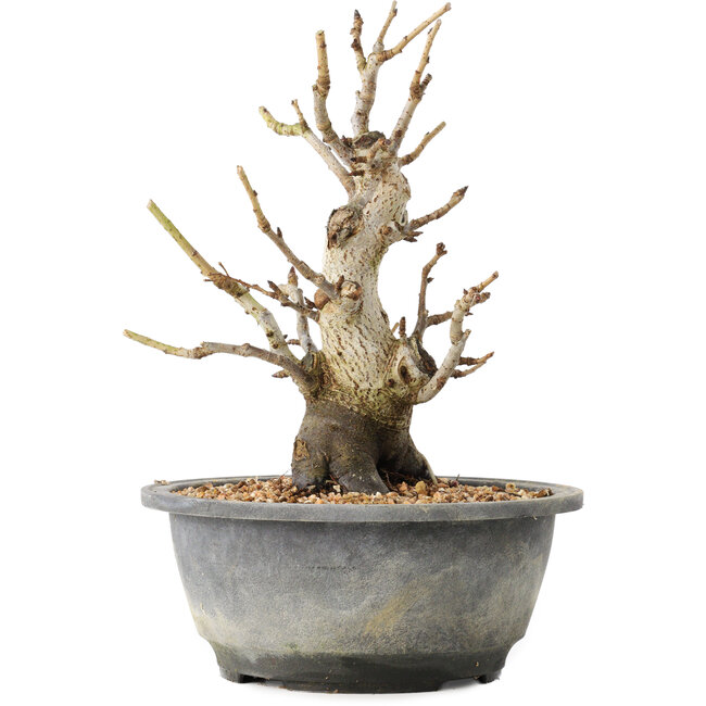 Pourthiaea villosa Decne, 22,5 cm, ± 20 years old