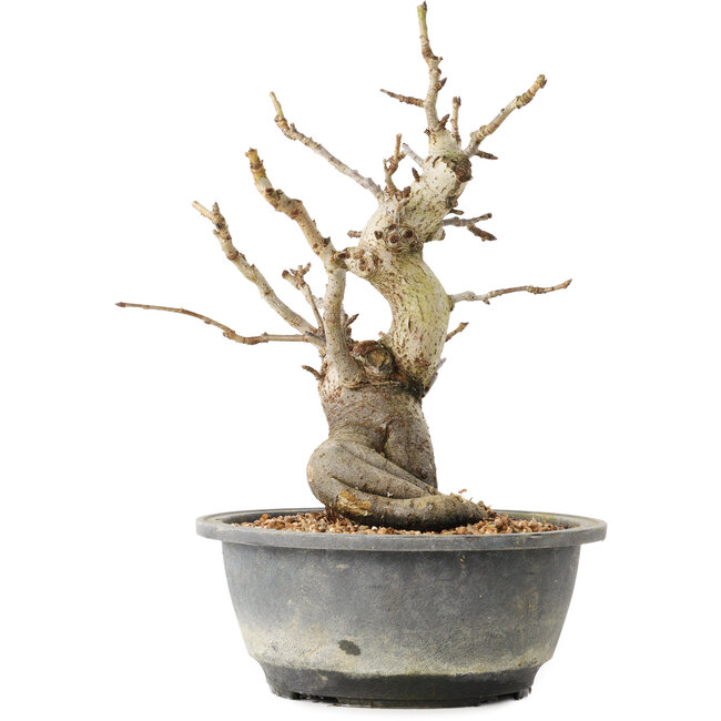 Pourthiaea villosa Decne, 25,3 cm, ± 20 ans