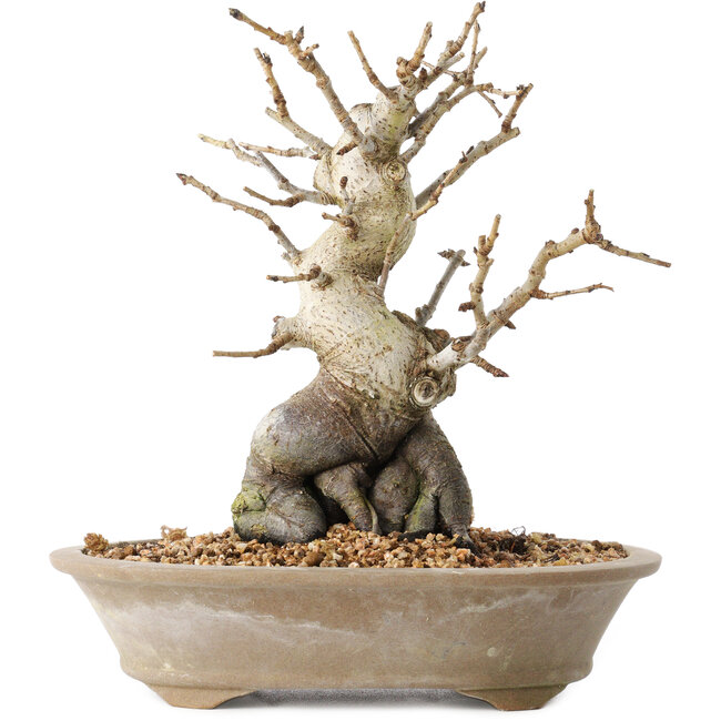 Pourthiaea villosa Decne, 22,5 cm, ± 20 years old