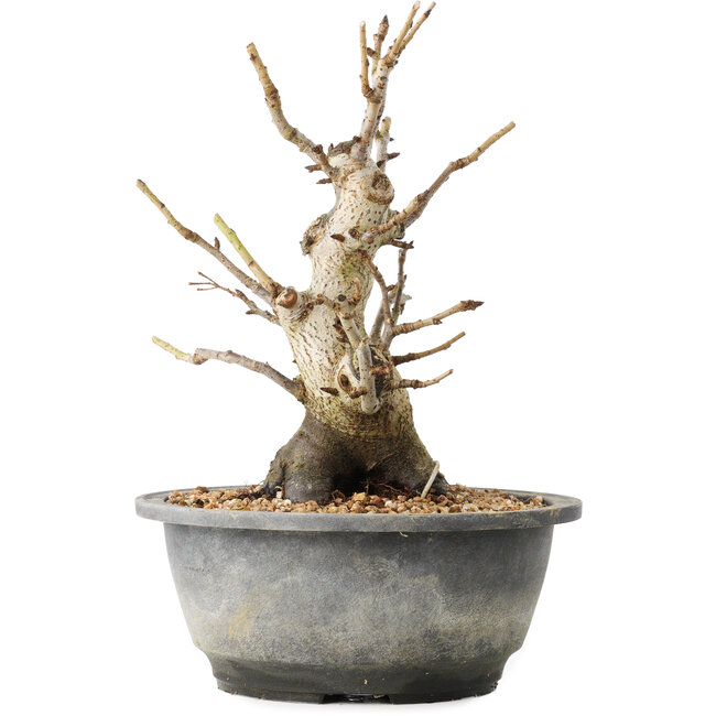 Pourthiaea villosa Decne, 22,5 cm, ± 20 jaar oud