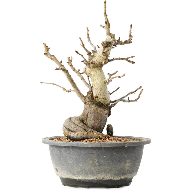 Pourthiaea villosa Decne, 25,3 cm, ± 20 Jahre alt