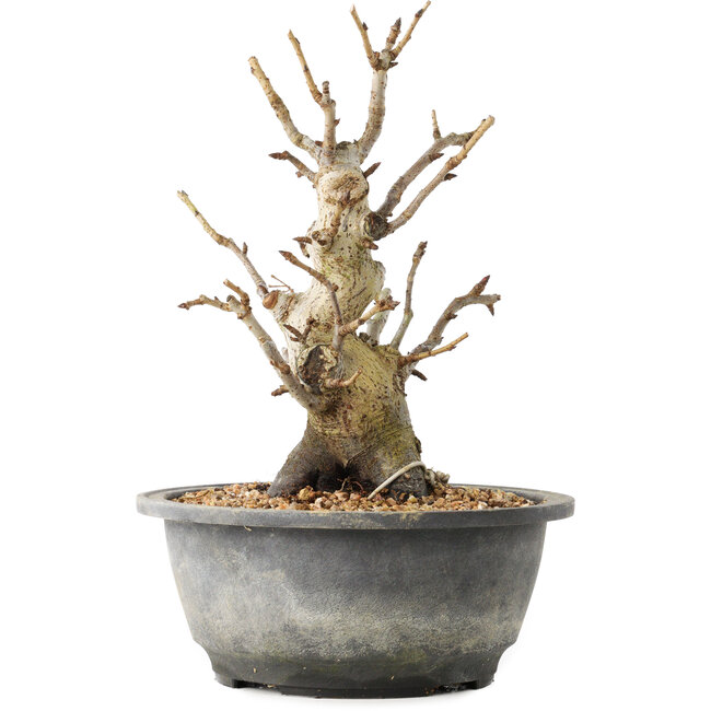 Pourthiaea villosa Decne, 22,5 cm, ± 20 Jahre alt