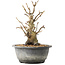 Pourthiaea villosa Decne, 22,5 cm, ± 20 anni