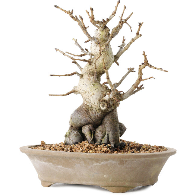 Pourthiaea villosa Decne, 22,5 cm, ± 20 jaar oud