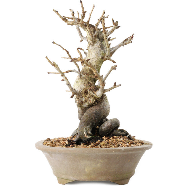 Pourthiaea villosa Decne, 22,5 cm, ± 20 Jahre alt