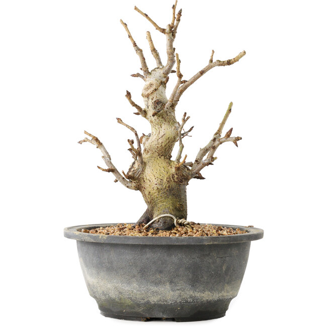 Pourthiaea villosa Decne, 22,5 cm, ± 20 Jahre alt