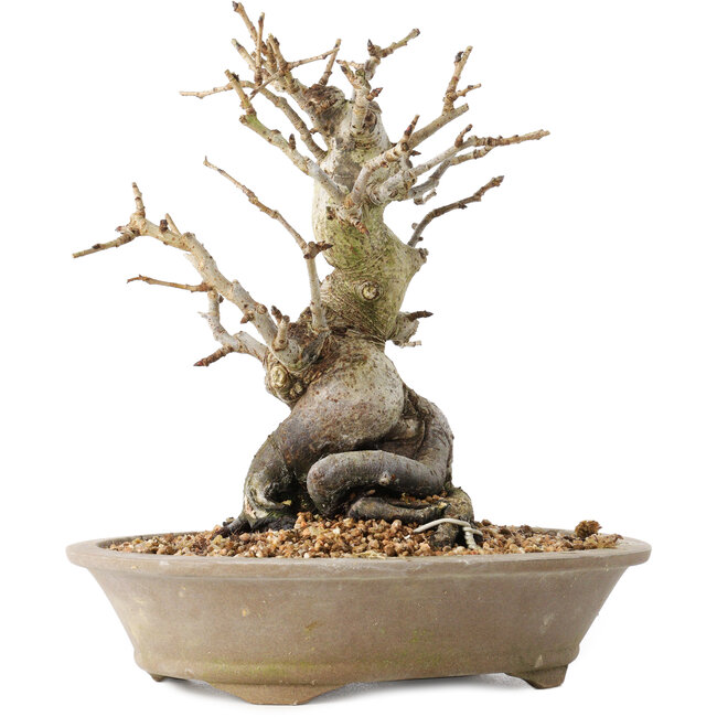 Pourthiaea villosa Decne, 22,5 cm, ± 20 Jahre alt