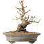 Pourthiaea villosa Decne, 22 cm, ± 20 anni