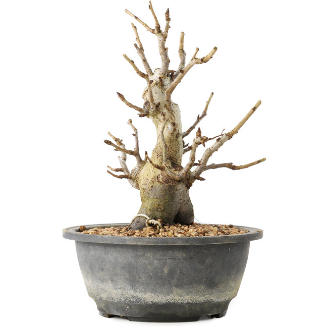 Pourthiaea villosa Decne, 22,5 cm, ± 20 Jahre alt