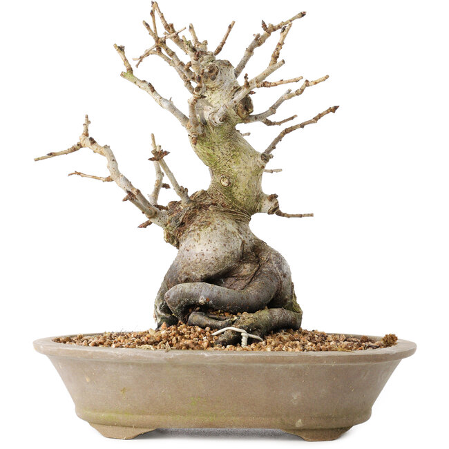 Pourthiaea villosa Decne, 22,5 cm, ± 20 jaar oud