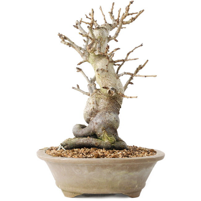 Pourthiaea villosa Decne, 22,5 cm, ± 20 jaar oud