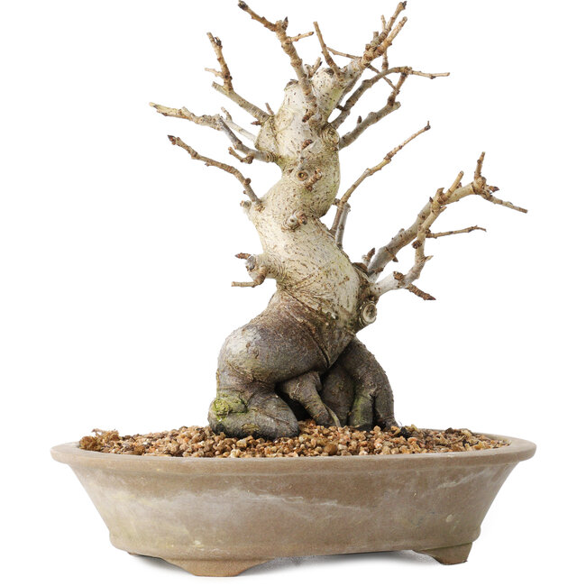 Pourthiaea villosa Decne, 22,5 cm, ± 20 jaar oud