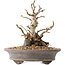 Pourthiaea villosa Decne, 21,5 cm, ± 20 jaar oud