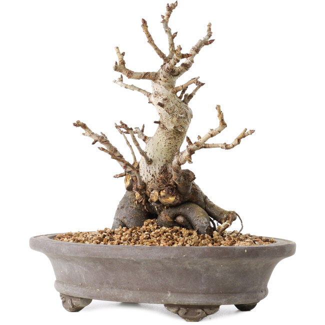 Pourthiaea villosa Decne, 21,5 cm, ± 20 ans