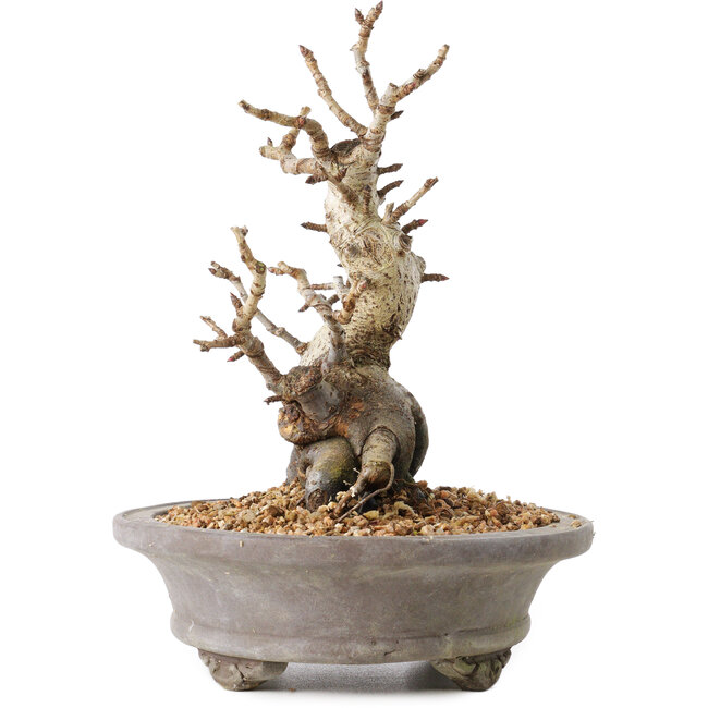 Pourthiaea villosa Decne, 21,5 cm, ± 20 jaar oud