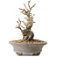 Pourthiaea villosa Decne, 21,5 cm, ± 20 jaar oud