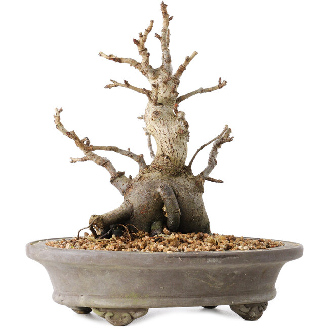 Pourthiaea villosa Decne, 21,5 cm, ± 20 Jahre alt