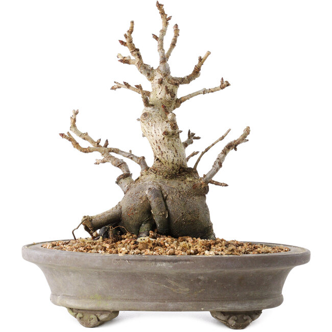 Pourthiaea villosa Decne, 21,5 cm, ± 20 años