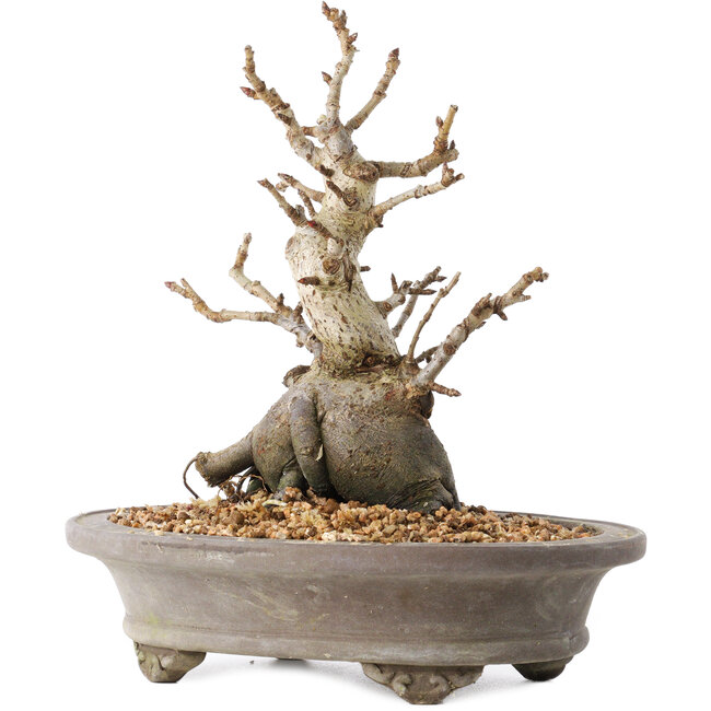 Pourthiaea villosa Decne, 21,5 cm, ± 20 Jahre alt