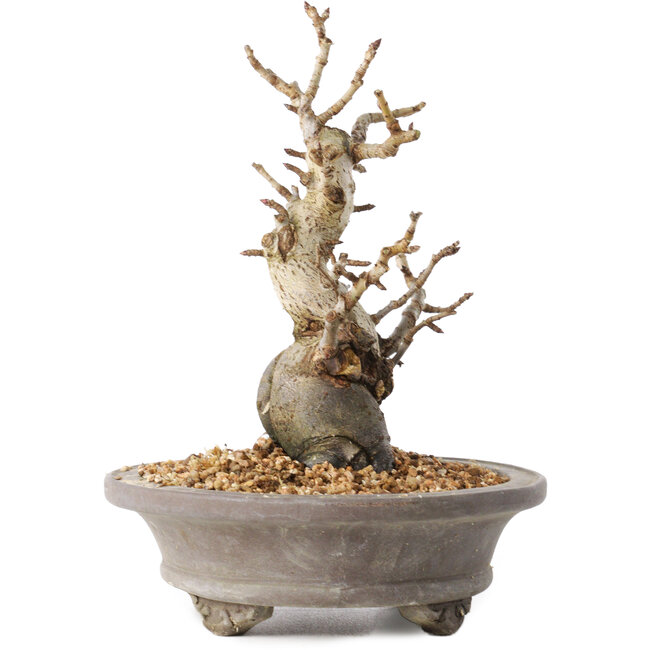 Pourthiaea villosa Decne, 21,5 cm, ± 20 Jahre alt