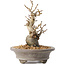 Pourthiaea villosa Decne, 21,5 cm, ± 20 jaar oud