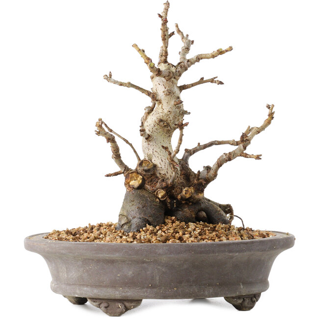 Pourthiaea villosa Decne, 21,5 cm, ± 20 ans