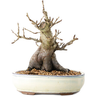Pourthiaea villosa Decne, 20 cm, ± 20 años