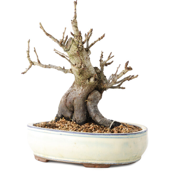 Pourthiaea villosa Decne, 20 cm, ± 20 Jahre alt, im Topf mit zahlreichen Absplitterungen an den Füßen