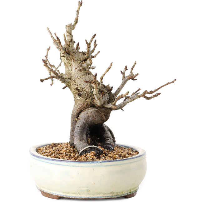 Pourthiaea villosa Decne, 20 cm, ± 20 years old, in a pot with multiple chips of the feet