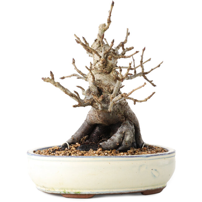 Pourthiaea villosa Decne, 20 cm, ± 20 years old, in a pot with multiple chips of the feet