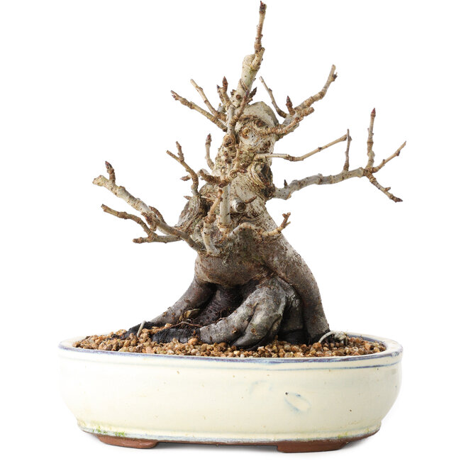 Pourthiaea villosa Decne, 20 cm, ± 20 years old, in a pot with multiple chips of the feet