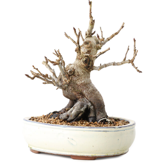 Pourthiaea villosa Decne, 20 cm, ± 20 años, en una maceta con múltiples astillas de los pies