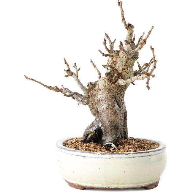 Pourthiaea villosa Decne, 20 cm, ± 20 jaar oud, in een pot met meerdere chips van de voeten