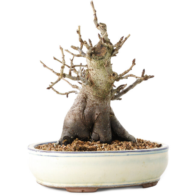 Pourthiaea villosa Decne, 20 cm, ± 20 jaar oud, in een pot met meerdere chips van de voeten