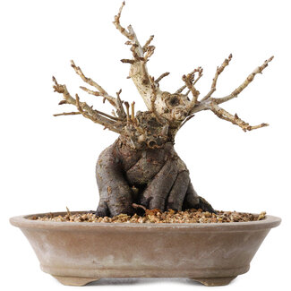 Pourthiaea villosa Decne, 20,5 cm, ± 20 años
